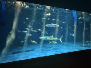 鹿児島市 いおワールドかごしま水族館 夜の水族館 2026夏 ～夜だけの幻想的な水族館。ジンベエザメやクラゲ、バックヤードまで満喫～