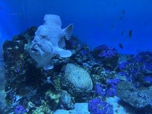 いおワールドかごしま水族館 夜の水族館 2026夏 ～夜だけの幻想的な水族館。ジンベエザメやクラゲ、バックヤードまで満喫～