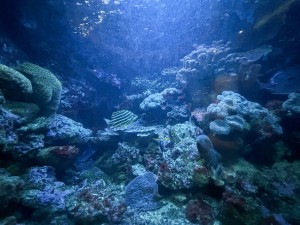 いおワールドかごしま水族館 夜の水族館 2026夏 ～夜だけの幻想的な水族館。ジンベエザメやクラゲ、バックヤードまで満喫～