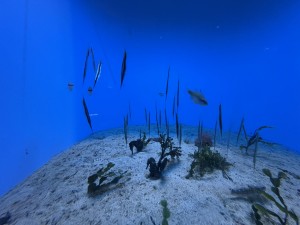 いおワールドかごしま水族館 夜の水族館 2026夏 ～夜だけの幻想的な水族館。ジンベエザメやクラゲ、バックヤードまで満喫～