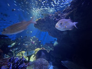 いおワールドかごしま水族館 夜の水族館 2026夏 ～夜だけの幻想的な水族館。ジンベエザメやクラゲ、バックヤードまで満喫～