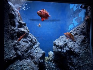 いおワールドかごしま水族館 夜の水族館 2026夏 ～夜だけの幻想的な水族館。ジンベエザメやクラゲ、バックヤードまで満喫～