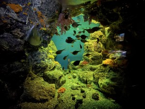 いおワールドかごしま水族館 夜の水族館 2026夏 ～夜だけの幻想的な水族館。ジンベエザメやクラゲ、バックヤードまで満喫～