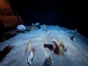 いおワールドかごしま水族館 夜の水族館 2026夏 ～夜だけの幻想的な水族館。ジンベエザメやクラゲ、バックヤードまで満喫～