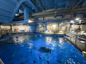 いおワールドかごしま水族館 夜の水族館 2026夏 ～夜だけの幻想的な水族館。ジンベエザメやクラゲ、バックヤードまで満喫～