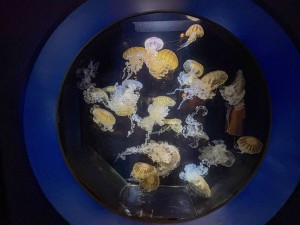 いおワールドかごしま水族館 夜の水族館 2026夏 ～夜だけの幻想的な水族館。ジンベエザメやクラゲ、バックヤードまで満喫～