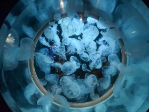 いおワールドかごしま水族館 夜の水族館 2026夏 ～夜だけの幻想的な水族館。ジンベエザメやクラゲ、バックヤードまで満喫～