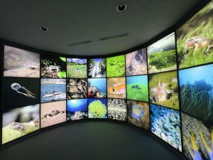いおワールドかごしま水族館 夜の水族館 2026夏 ～夜だけの幻想的な水族館。ジンベエザメやクラゲ、バックヤードまで満喫～