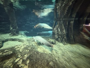 いおワールドかごしま水族館 夜の水族館 2026夏 ～夜だけの幻想的な水族館。ジンベエザメやクラゲ、バックヤードまで満喫～