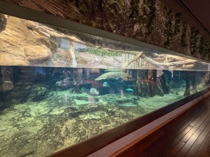 いおワールドかごしま水族館 夜の水族館 2026夏 ～夜だけの幻想的な水族館。ジンベエザメやクラゲ、バックヤードまで満喫～