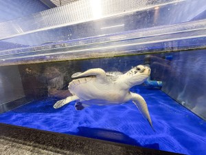 いおワールドかごしま水族館 夜の水族館 2026夏 ～夜だけの幻想的な水族館。ジンベエザメやクラゲ、バックヤードまで満喫～