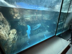 いおワールドかごしま水族館 夜の水族館 2026夏 ～夜だけの幻想的な水族館。ジンベエザメやクラゲ、バックヤードまで満喫～